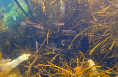 Trachinops caudimaculatus