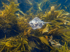 Urolophus cruciatus