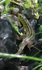 Lacerta trilineata polylepidota