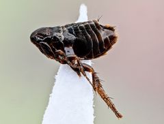 Ceratophyllus gallinae