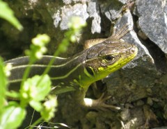 Lacerta trilineata polylepidota