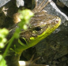 Lacerta trilineata polylepidota