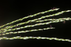 Digitaria eriostachya