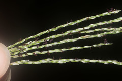 Digitaria eriostachya