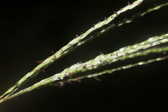 Digitaria eriostachya