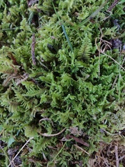 Hypnum plumaeforme