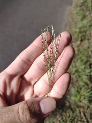 Digitaria eriostachya