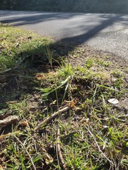 Digitaria eriostachya