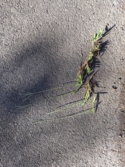 Digitaria eriostachya