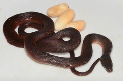 Collared Marsh-Snake photo 2