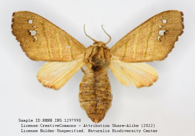 Zatrephes trilineata
