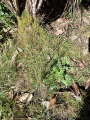 Digitaria eriostachya