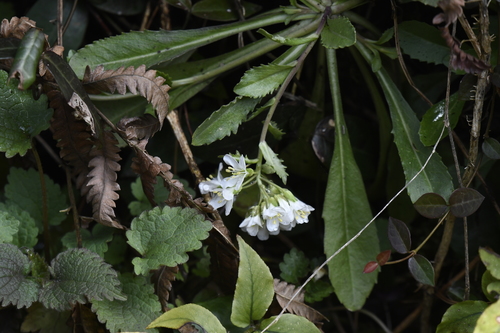 Arabis flagellosa