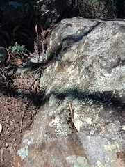 Acritoscincus platynotus