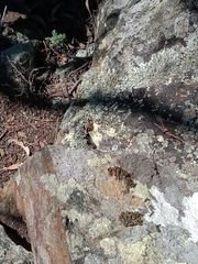 Acritoscincus platynotus