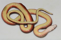 Collared Marsh-Snake photo 3