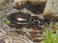 Bembidion lampros