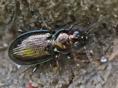 Bembidion lampros