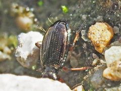 Bembidion lampros