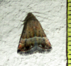 Eublemma bolinia