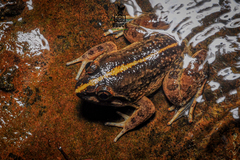 Broad-Headed Creek Frog photo 3