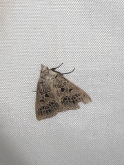 Herminodes tessellata