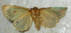 Ectolopha viridescens