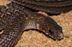 Olive Marsh Snake photo 5