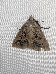 Herminodes tessellata