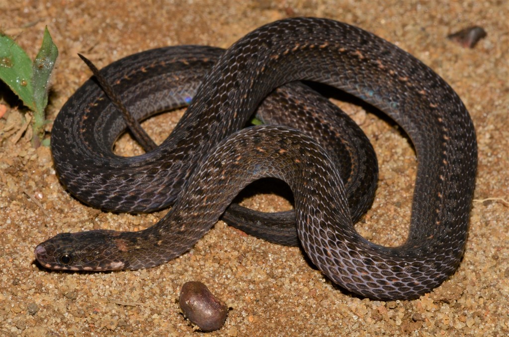 Olive Marsh Snake (Reptiles of Botswana) · iNaturalist