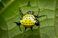 Actinacantha globulata