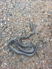 Erythrolamprus cobella