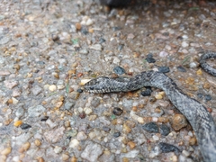 Erythrolamprus cobella