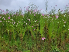 Cosmos bipinnatus