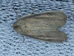 Lophocalama neuritis