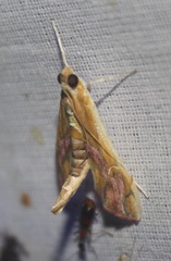 Agathodes ostentalis
