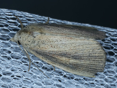 Lophocalama neuritis