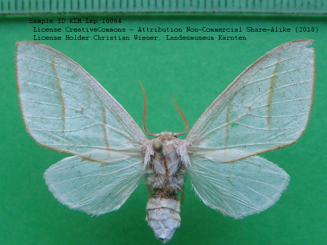 Zatrephes iridescens