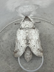 Rifargia distinguenda