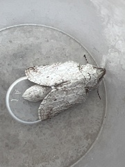 Rifargia distinguenda