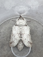 Rifargia distinguenda