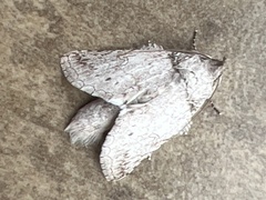 Rifargia distinguenda