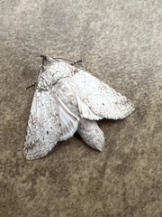 Rifargia distinguenda