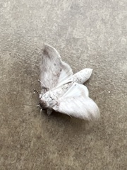 Rifargia distinguenda