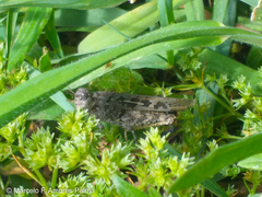 Diraneura bivenosa