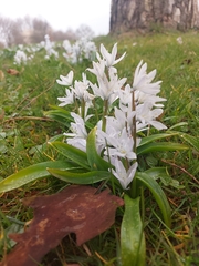 Scilla mischtschenkoana