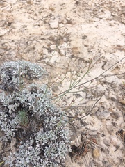 Eriogonum tenellum