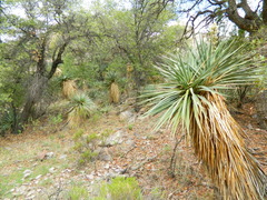 Yucca madrensis