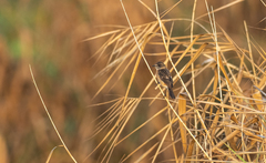 Saxicola stejnegeri
