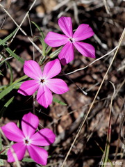 Phlox nana